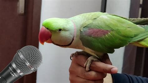sdguy1234 youtube|funny parrot videos youtube.
